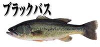 秋田市を流れる草生津川に ブラックバスはいますか 釣った経験の Yahoo 知恵袋