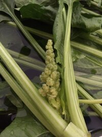 ほうれん草から変なものが スーパーで買ってきたほうれん草から ブロッコリー Yahoo 知恵袋