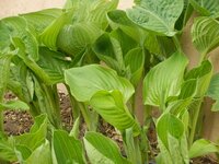 一本立ちの木を株立ちにする方法を教えてください 私の庭に Yahoo 知恵袋