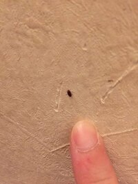 ここ数週間前から画像にある小さい茶色または黒色の虫が家中に発生しています Yahoo 知恵袋