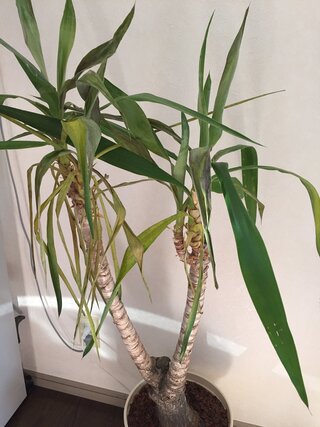 この写真の観葉植物の名前が分からないので教えてください 家にある観葉植物の Yahoo 知恵袋