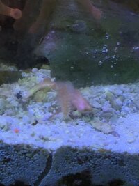 ミズムシという水槽のなかのゲジゲジの虫が繁殖して困っています 長年メダカを飼 Yahoo 知恵袋