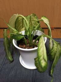 1ヶ月ほど前に通販で観葉植物を購入したのですが その内の1つディフェンバキ Yahoo 知恵袋