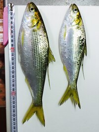 コノシロの食べ方 コノシロの食べ方は ママカリ さっぱ と同じで Yahoo 知恵袋