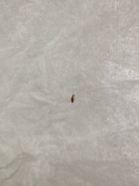 この虫はなんでしょうか ダニですか 出窓に1mmくらいの小さい虫が常に10匹くら 教えて 住まいの先生 Yahoo 不動産