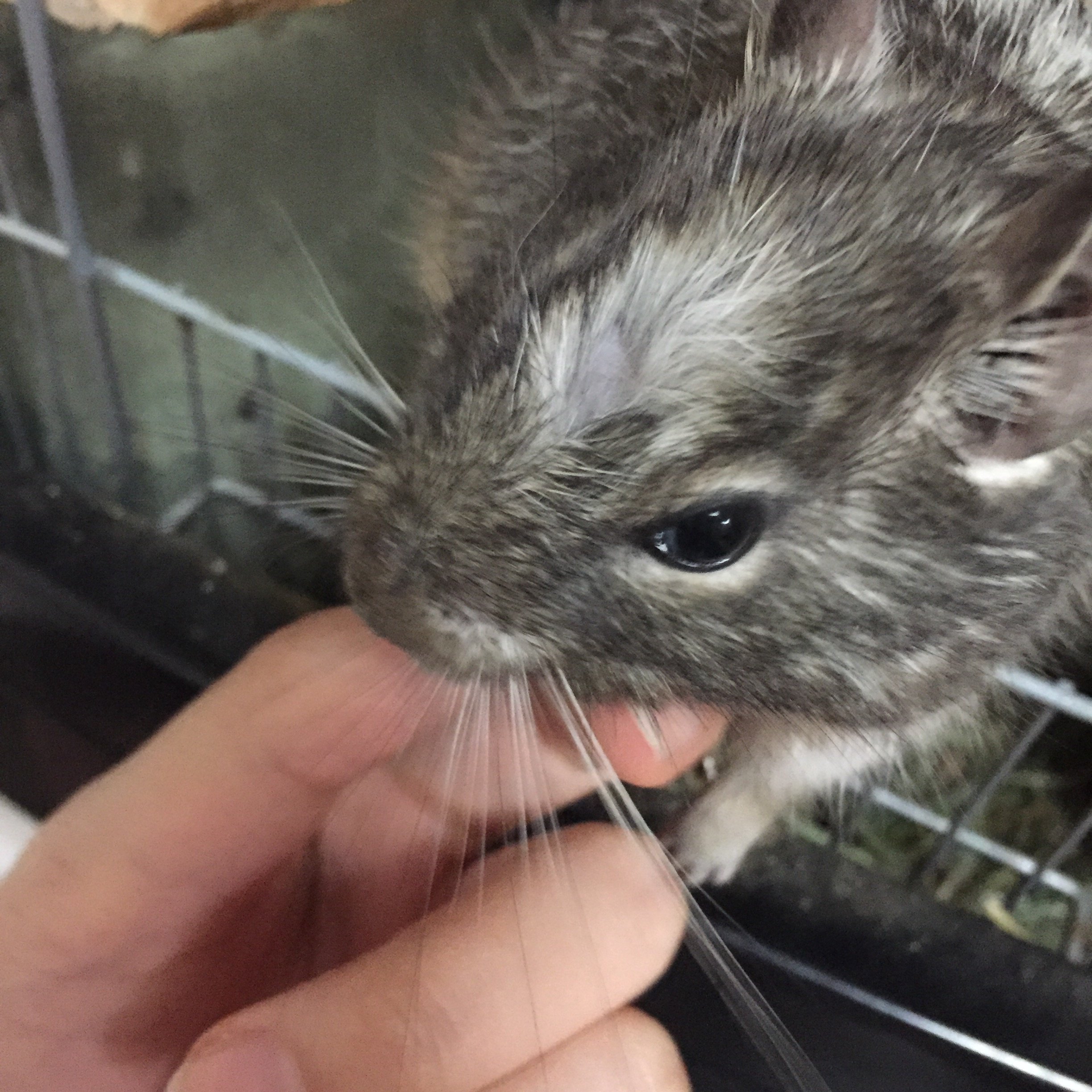 猫のお腹に円形脱毛症のような場所があります。写メ貼ります 