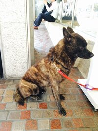 この犬種はなんですか セパート系のミックス犬ではありません Yahoo 知恵袋
