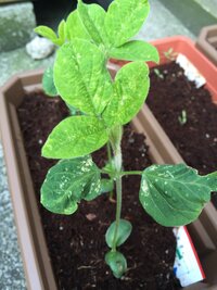 枝豆をプランターでそだてているのですが 葉っぱに白いまだらがでてき Yahoo 知恵袋