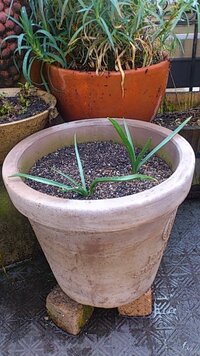 チューリップの花茎が短いまま咲いてしまいました 大阪在住のガーデニン Yahoo 知恵袋