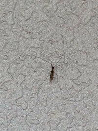 この虫はアメンボですか うちの壁にいたんですけど ちなみに カブ Yahoo 知恵袋