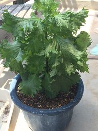 背丈の高いひまわりを 摘芯しても大丈夫でしょうか Gw頃 ひまわりの種を地植 Yahoo 知恵袋 背丈の高いひまわりを 摘芯しても大丈夫でしょうか Gw頃 ひまわりの種を地植 Yahoo 知恵袋
