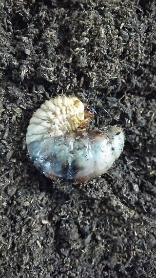 カブトムシの幼虫です 昨日の昼間に見たら 土から頭を出しており 体に内出血 Yahoo 知恵袋