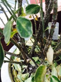 植木鉢にカビが生えて困っています 花屋で安い植木鉢を買ったの Yahoo 知恵袋