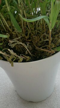 ラベンダーの鉢植えの根元が枯れてきてしまいました 鉢のふちから3cmほどの Yahoo 知恵袋