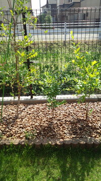 ブルーベリーの地植え ２ｍ １ｍほどの場所にブルーベリー Yahoo 知恵袋
