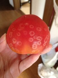 スーパーで購入したトマトに白い斑点のようなものがありました Yahoo 知恵袋