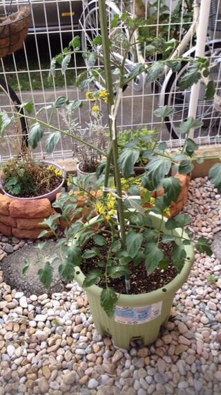 プランターのトマトが窒素過多で葉だけがすくすくで 実がとても小さ Yahoo 知恵袋