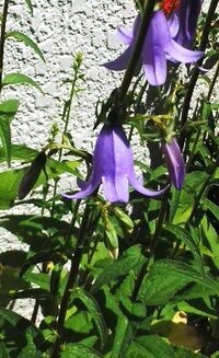 紫色で小さい花がいっぱい集まっている花の名前を教えて下さい 横に Yahoo 知恵袋