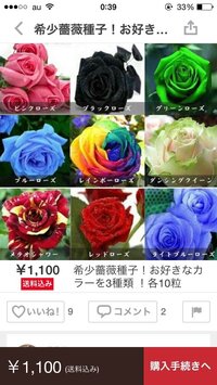 薔薇に詳しい方 画像の薔薇を育てた事がある方に質問です メルカリ Yahoo 知恵袋