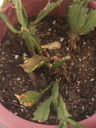 ジャコバサボテンが枯れてしまいました 植え替え 根切りなど素人な Yahoo 知恵袋