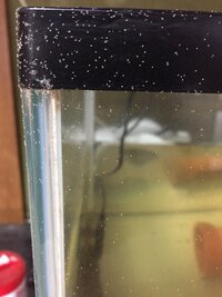 淡水魚の水槽に白い虫がわきました ものすごく細かい 0 1mmくら Yahoo 知恵袋