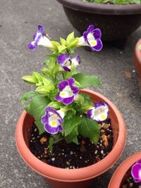 この花の種類を教えてください ゴマノハグサ科のトレニアで別名 Yahoo 知恵袋