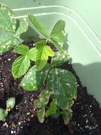 枝豆をプランターでそだてているのですが 葉っぱに白いまだらがでてき Yahoo 知恵袋