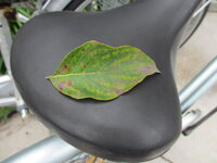 ハナミズキの葉に赤茶の斑点があります 病気でしょうか 4年程前 Yahoo 知恵袋