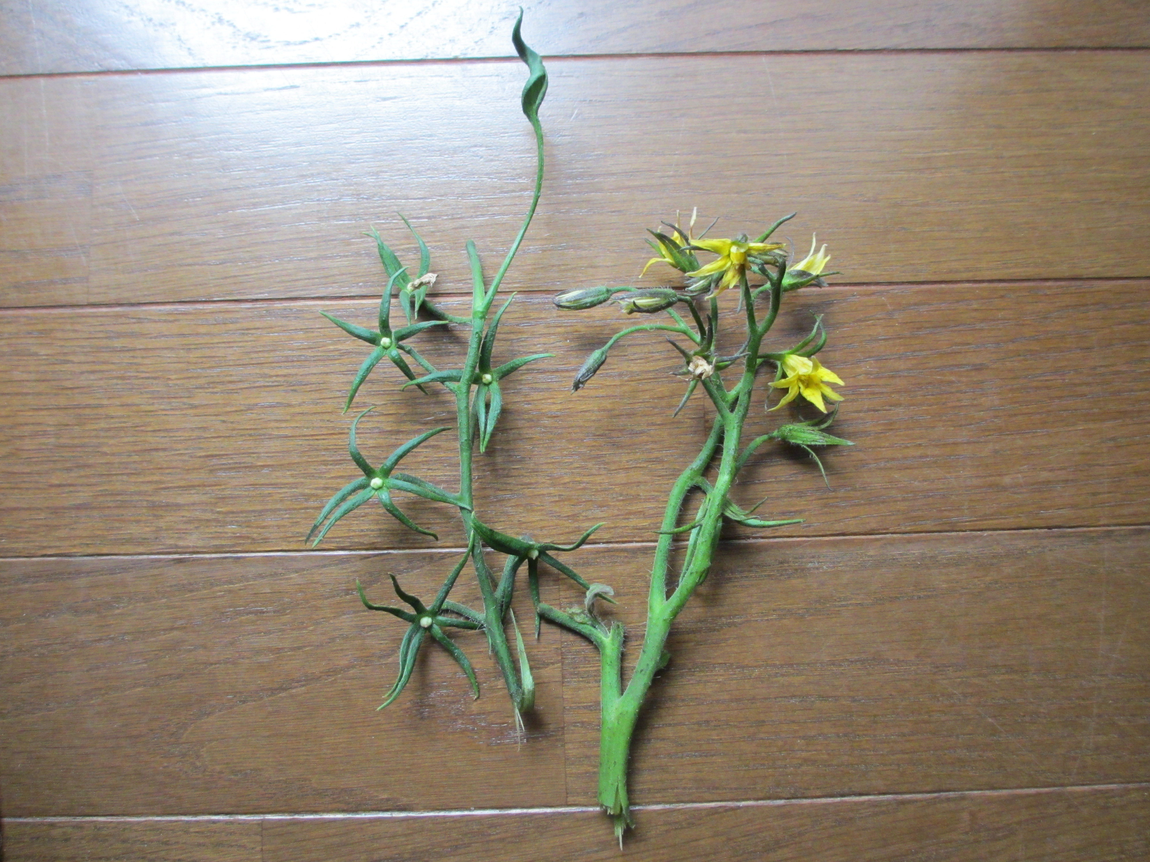 トマトの実がなりません 写真右側が4段目の花で