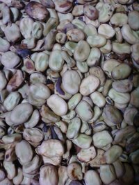 ソラマメの病気について収穫まぎわのソラマメの葉や実のさやに Yahoo 知恵袋