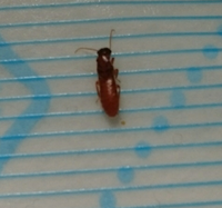 体長5ミリくらいの茶色い小さい虫が今朝から所々に発生しています なんという Yahoo 知恵袋