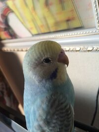 セキセイインコ飼った者です 生後一ヶ月のインコです最初から付いていた Yahoo 知恵袋