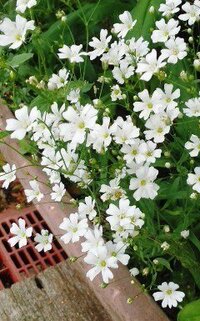 桜草夏のこしかた桜草の花が終わった後 プランターの中で種から芽が出て Yahoo 知恵袋