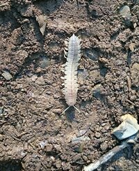 山で見つけた虫です 透明のムカデみたいです 名前はなんと言うのでしょうか Yahoo 知恵袋