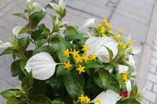 小さな星みたいな花 今日可愛い花を見ました 葉にも見える白い花びら Yahoo 知恵袋