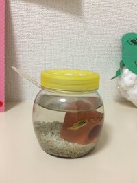 金魚鉢や ビンで飼える魚を教えてください 淡水魚を飼おうと思っているの Yahoo 知恵袋