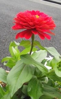 植木鉢の大きめの花びらの多い赤い花の名前をおしえてください Yahoo 知恵袋