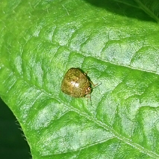 この虫なんですか 枝豆の葉にたくさんいました 害虫ですか 枝豆に影響 Yahoo 知恵袋