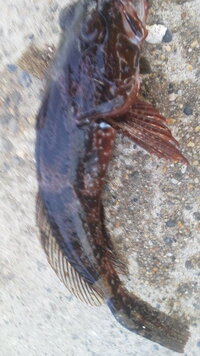 写真写りが良くないので 分かりずらいとは思いますけど この魚の名前が分かる Yahoo 知恵袋