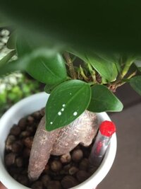 今日観葉植物の葉の表面についたほこりをティッシュで拭いたところ Yahoo 知恵袋