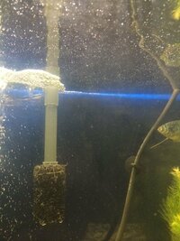 海水水槽に突如プランクトン的な浮遊物が大量発生しました いままで目 Yahoo 知恵袋