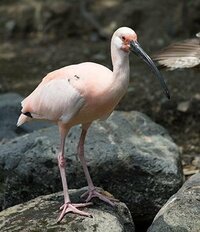 この鳥の名前を教えてください。トキかと思いますが、薄いピンク色で 