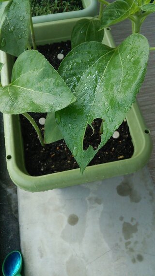 ひまわりの葉に穴が開きました 虫食いのようですが 辺りには虫は居 Yahoo 知恵袋