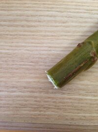 ウンベラータの挿し穂が腐りかけてしまって います 水挿しを始めて Yahoo 知恵袋