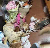 ５匹以上の多頭飼いの家って大半が家の中や家自体が汚くないですか Yahoo 知恵袋