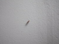 トイレに５ｍｍ程の赤い幼虫 これってなんていう虫ですか トイ Yahoo 知恵袋