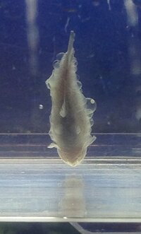 熱帯魚の寄生虫について質問なんですが カージナルテトラをよくみると 何匹かに Yahoo 知恵袋