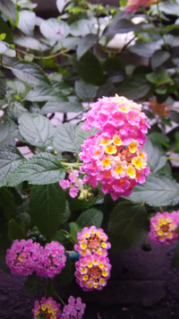 今回は 私が当てにいきます この花は 小毬紫陽花 手鞠 Yahoo 知恵袋