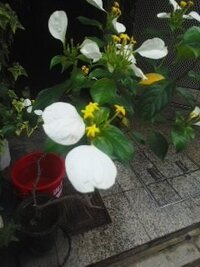 半夏生に似た植物がありましたが 名前がわかりません すごく可愛い Yahoo 知恵袋