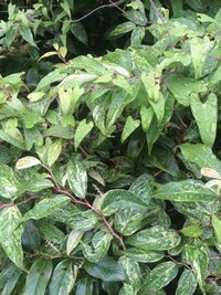 この植物は何でしょうか 下の班入りの茎が赤いものです また Yahoo 知恵袋